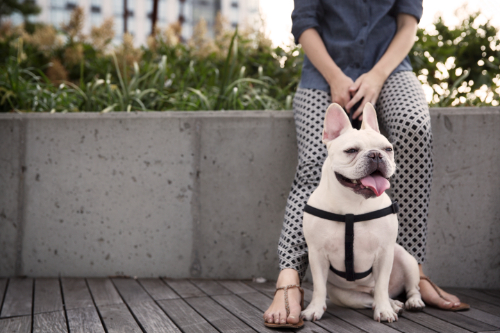 dog and woman sitting on finished concrete wall project